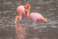 American Flamingo Phoenicopterus ruber