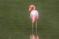 American Flamingo Phoenicopterus ruber