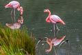 American Flamingo Phoenicopterus ruber