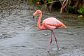 American Flamingo Phoenicopterus ruber