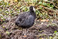 Andean Coot Fulica ardesiaca atrura