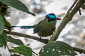 Andean Motmot Momotus aequatorialis aequatorialis