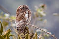 Andean Potoo Nyctibius maculosus