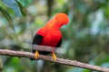 Andean Cock-of-the-rock Rupicola peruvianus sanguinolentus 