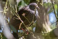 Andean Guan Penelope montagnii atrogularis 