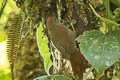 Ash-browed Spinetail Cranioleuca curtata cisandina 