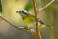 Ashy-throated Chlorospingus Chlorospingus canigularis signatus