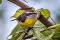 Bananaquit Coereba flaveola intermedia