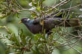 Band-tailed Pigeon Patagioenas fasciata albilinea