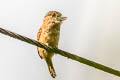 Barred Puffbird Nystalus radiatus