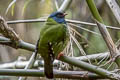 Barred Fruiteater Pipreola arcuata arcuata