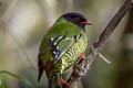 Barred Fruiteater Pipreola arcuata arcuata