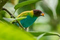 Bay-headed Tanager Tangara gyrola catharinae