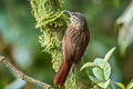 Black-billed Treehunter Thripadectes melanorhynchus melanorhynchus