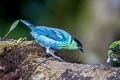 Black-capped Tanager Stilpnia heinei