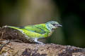 Black-capped Tanager Stilpnia heinei