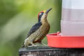 Black-cheeked Woodpecker Melanerpes pucherani