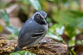 Black-faced Antbird Myrmoborus myotherinus elegans