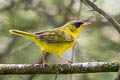 Black-lored Yellowthroat Geothlypis auricularis auricularis