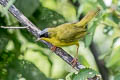 Black-lored Yellowthroat Geothlypis auricularis auricularis