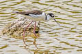 Black-necked Stilt Himantopus mexicanus mexicanus