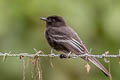 Black Phoebe Sayornis nigricans angustirostris 