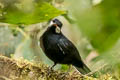 Black Solitaire Entomodestes coracinus