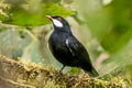 Black Solitaire Entomodestes coracinus