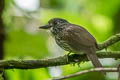 Black-streaked Puffbird Malacoptila fulvogularis