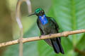 Black-throated Brilliant Heliodoxa schreibersii schreibersii