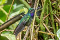 Black-throated Brilliant Heliodoxa schreibersii schreibersii