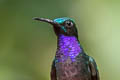 Black-throated Brilliant Heliodoxa schreibersii schreibersii