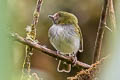 Black-throated Tody-Tyrant Hemitriccus granadensis pyrrhops