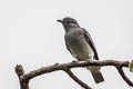 Black-tipped Cotinga Carpodectes hopkei