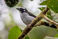 Black-winged Saltator Saltator atripennis