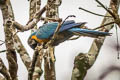 Blue-and-yellow Macaw Ara ararauna