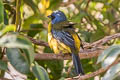 Blue-and-yellow Tanager Rauenia bonariensis darwinii