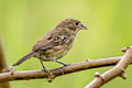 Blue-black Grassquit Volatinia jacarina peruviensis