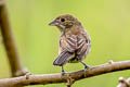 Blue-black Grassquit Volatinia jacarina peruviensis