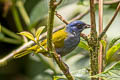 Blue-capped Tanager Sporathraupis cyanocephala cyanocephala