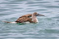 Blue-footed Booby Sula nebouxii excisa