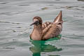 Blue-footed Booby Sula nebouxii excisa