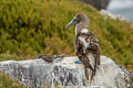 Blue-footed Booby Sula nebouxii excisa