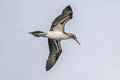 Blue-footed Booby Sula nebouxii excisa