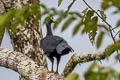 Blue-throated Piping Guan Pipile cumanensis cumanensis