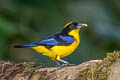 Blue-winged Mountain Tanager Anisognathus somptuosus baezae