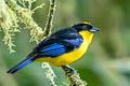 Blue-winged Mountain Tanager Anisognathus somptuosus baezae