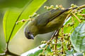 Bronze-green Euphonia Euphonia mesochrysa mesochrysa