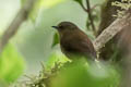 Bronze-olive Pygmy Tyrant Pseudotriccus pelzelni annectens