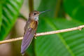 Bronzy Inca Coeligena coeligena obscura